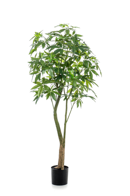 Pianta artificiale - Pachira Aquatica - Albero dei soldi - 180 cm