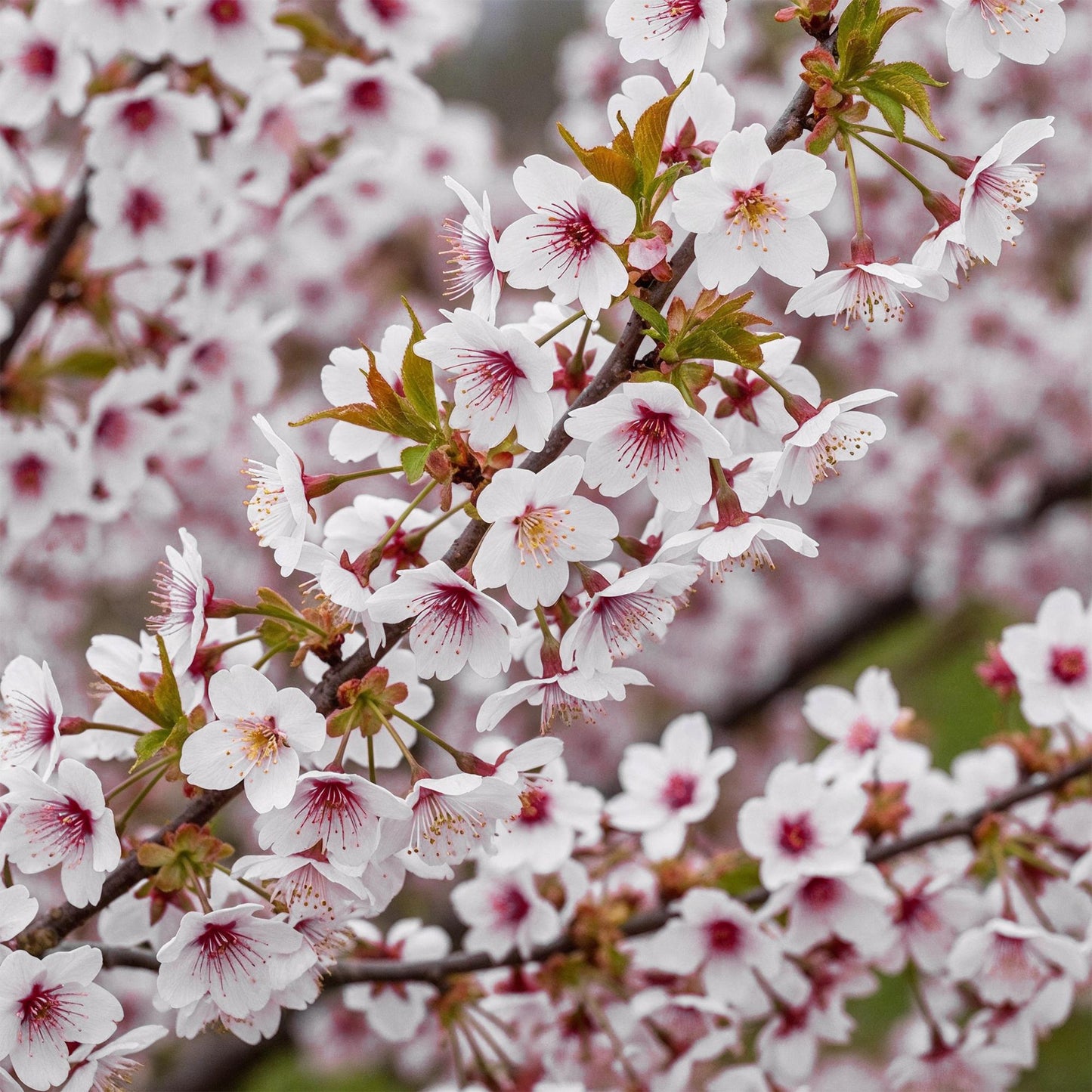 Green boutiQ - Plant op Stam - Prunus incisa Koujou-no-mai - Terras Plant - Bladverliezend - Winterhard - Witte Bloem - Pot 19cm Hoogte 90cm