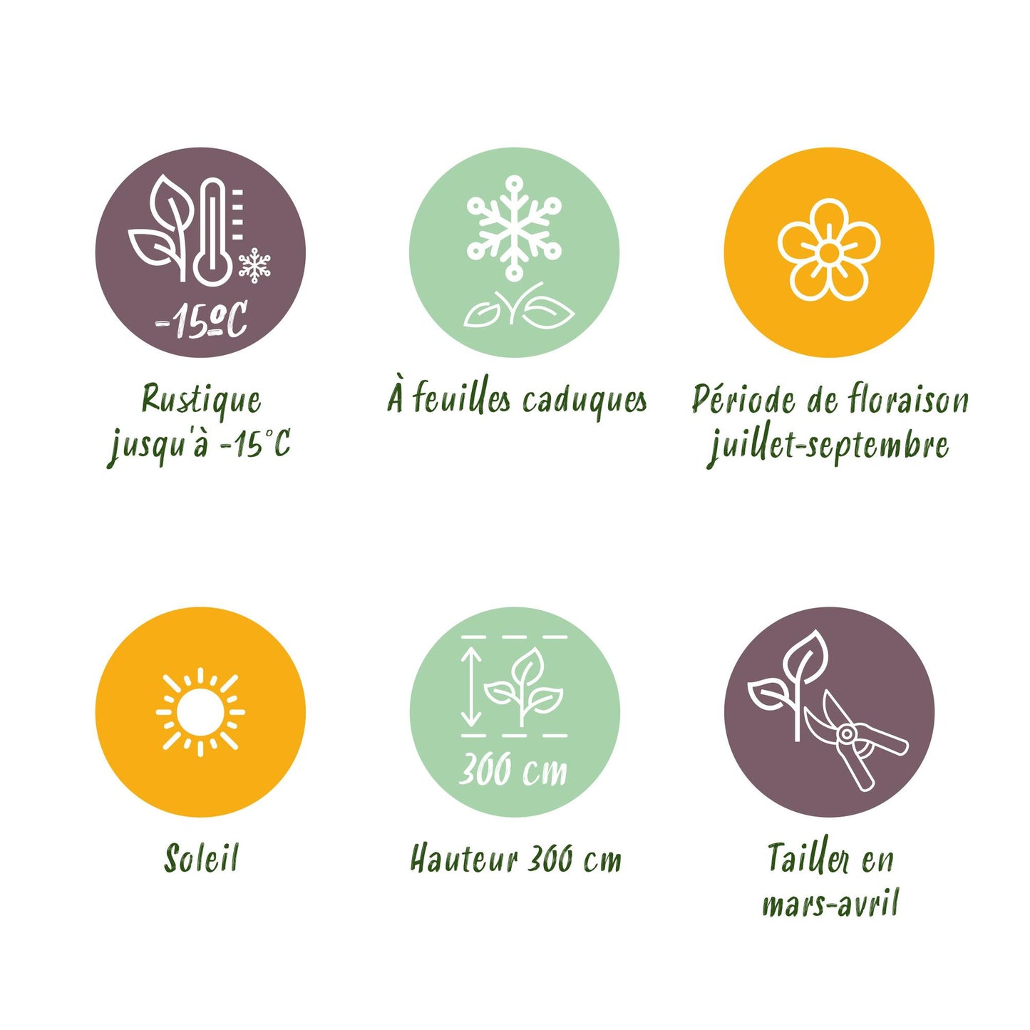 Green boutiQ - Buddleja davidii - White Profusion - Fiore Bianco - 1 Pianta - Decidua - Attrae le farfalle - Vaso 17 cm Altezza 25 cm