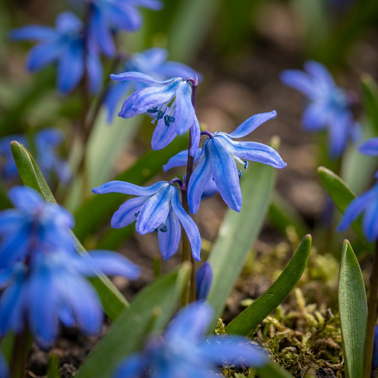 400x Scilla Siberica - Siberian Squill - Blue - Naturalizing Bulb - Bulb size 7/8