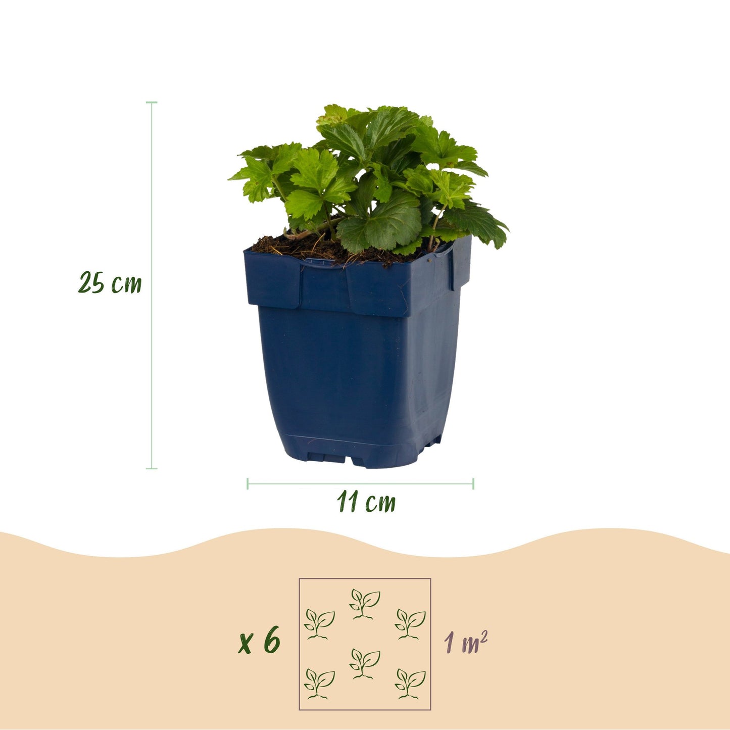 Vasteplant - Waldsteinia ternata - Goudaardbei - Bodembedekkend - Geel - 24 Planten - Pot 11cm - Hoogte 15-25cm