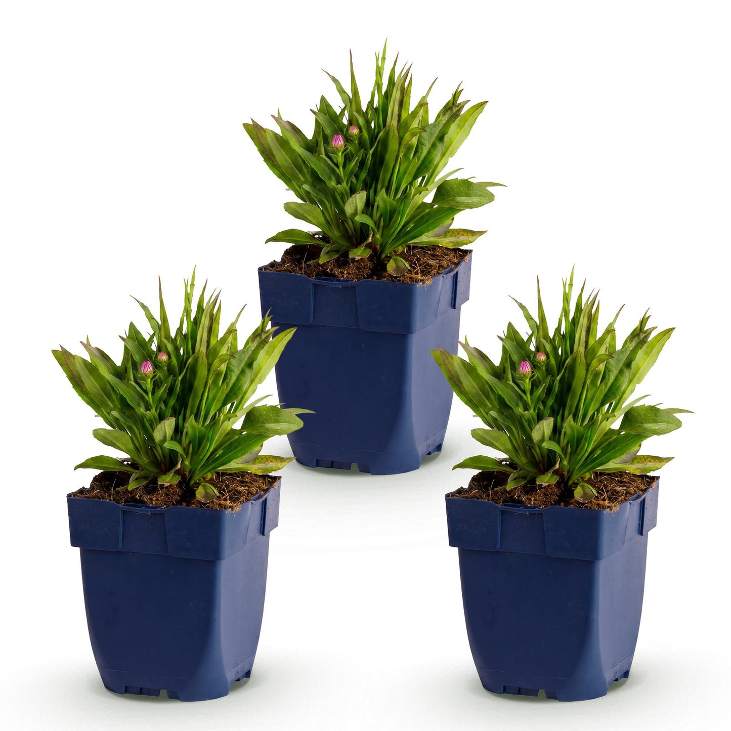 Vasteplant - Aster Wood's Pink - Pluimspirea - Bijen en Vlinderlokkers - Roze - 3 Planten - Pot 11cm - Hoogte 15-25cm
