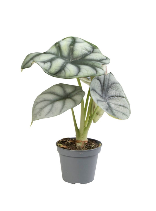 Zilverdraak - Alocasia Silver Dragon - Grijs - Tropisch - Ø6cm - ↕12cm