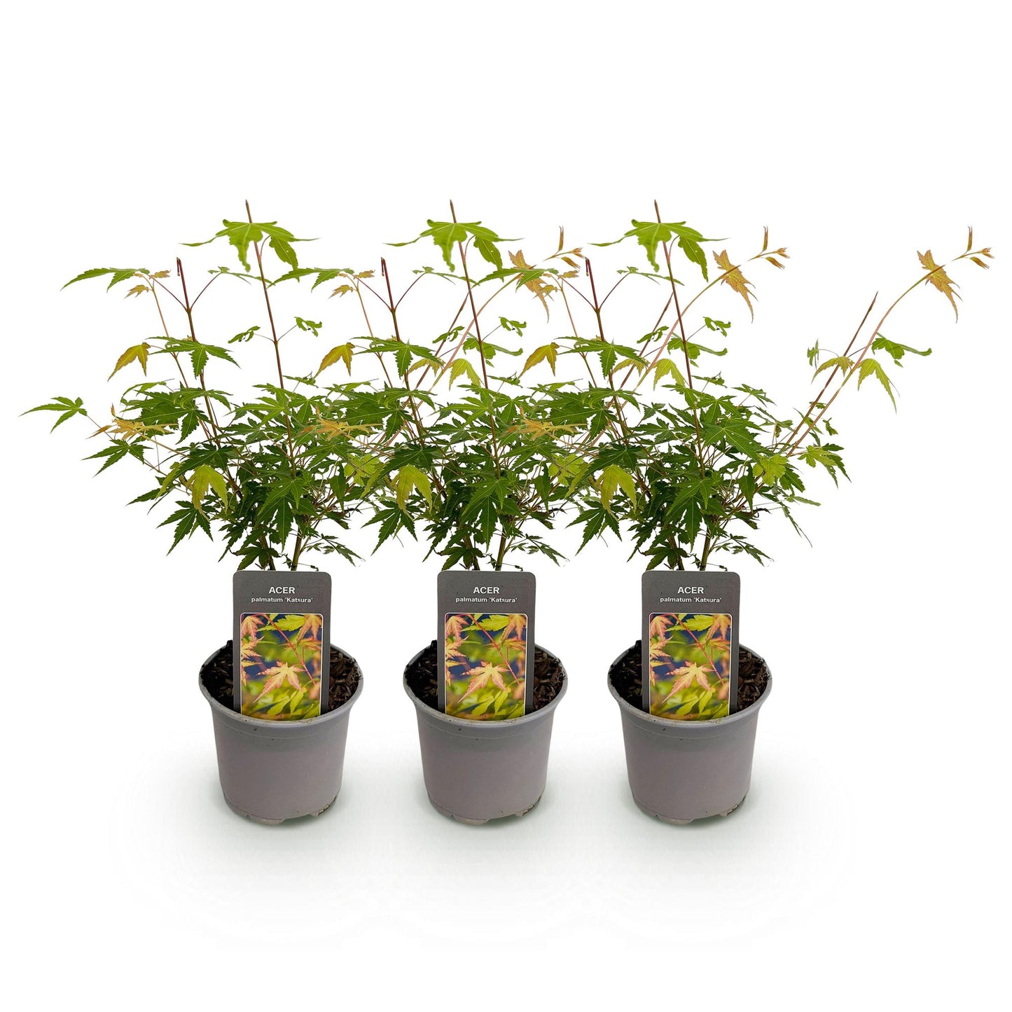 Green boutiQ - Garden Plant - Acer palmatum Katsura - Orange - 3 Plants - Deciduous - Low Maintenance - Pot 12cm Height 35cm