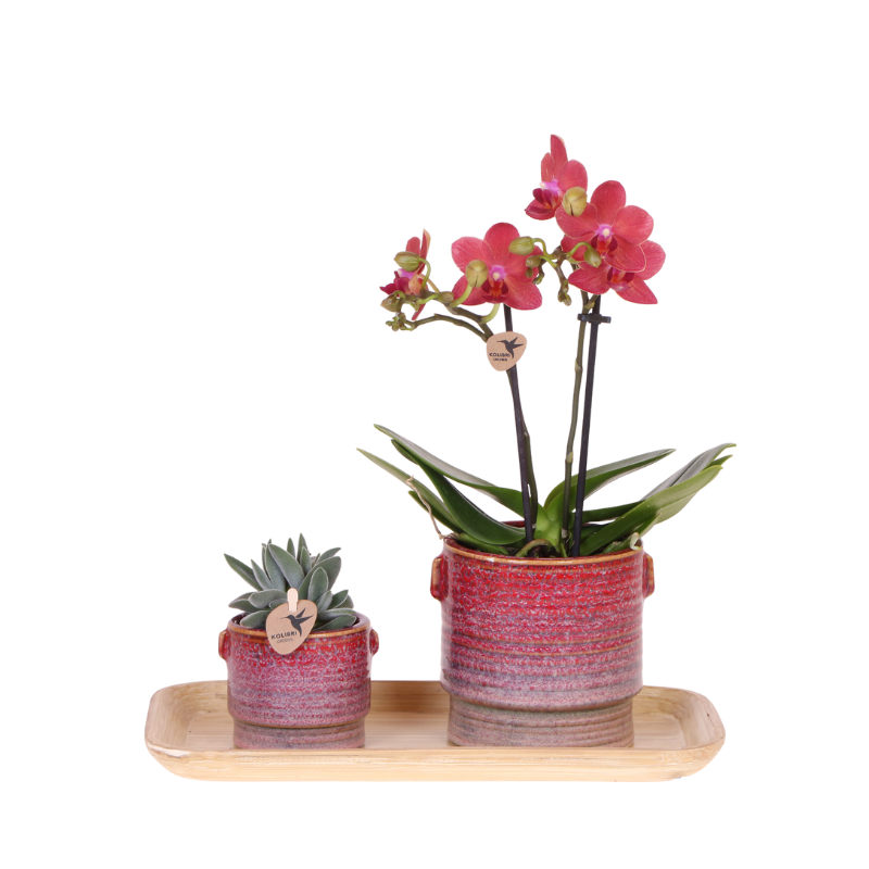 Kolibri Orchids | Gift set Aura | Roze Phalaenopsis orchidee Congo met groene plant in Aura sierpotten op bamboe dienblad