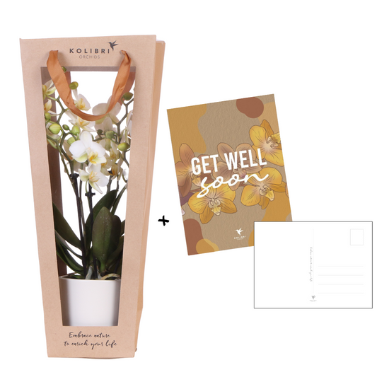 Orchidee Kolibri | Pianta regalo per una pronta guarigione | Orchidea di Losanna con vaso, biglietto e sacchetto regalo