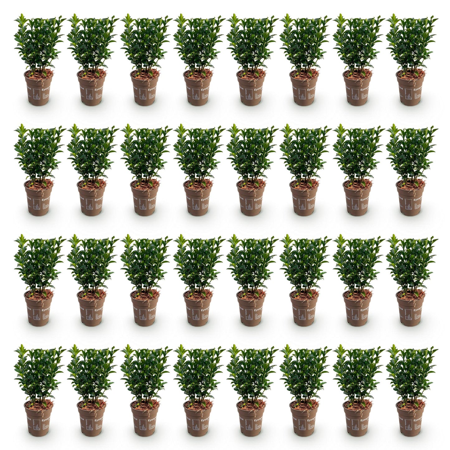 Green boutiQ - 40x Euonymus japonica Green Spire - Spindle Tree - Hedge Plants - Evergreen - Green - 9cm Pot - 20-25cm Height