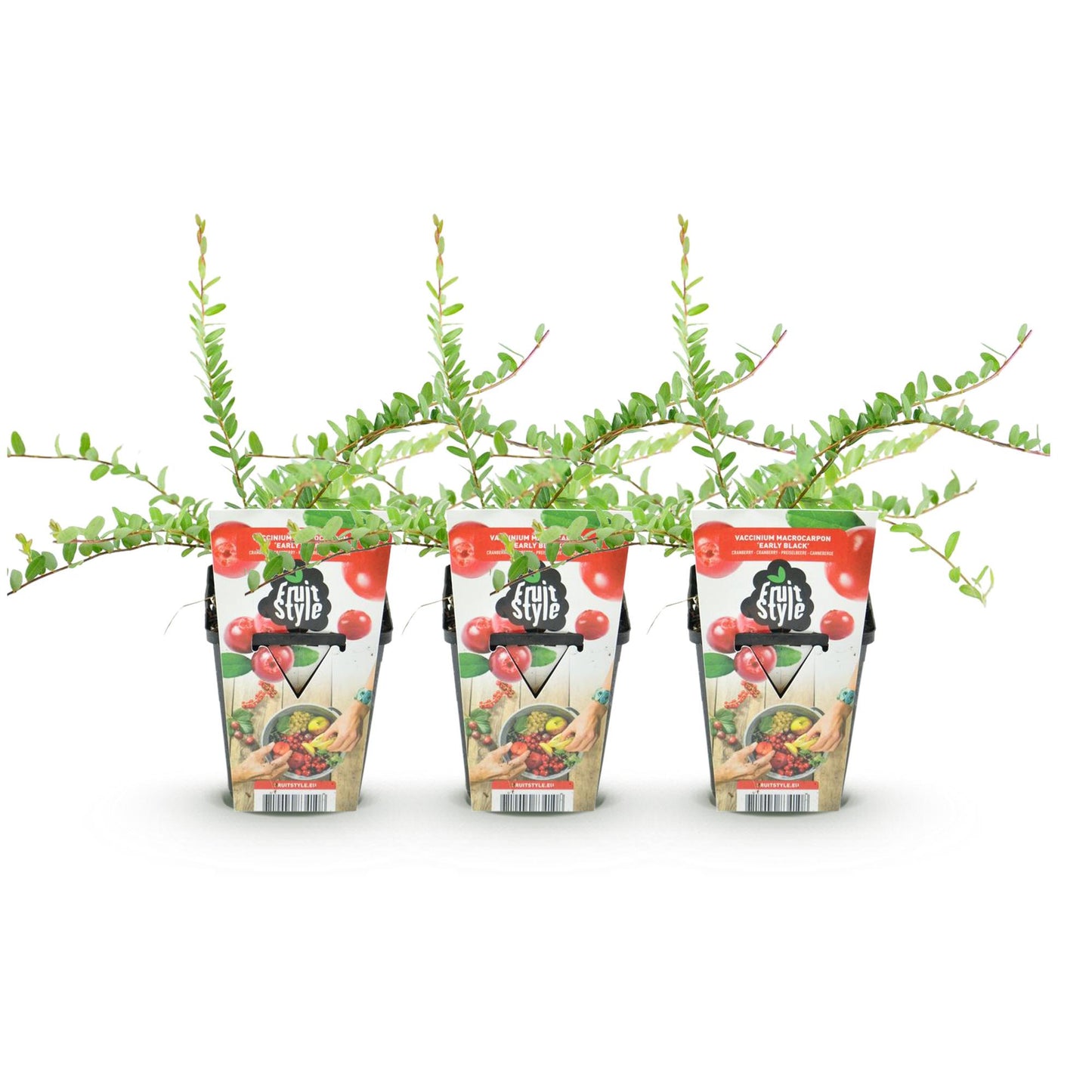 Green boutiQ - Fruit Plants - Blueberry - Vaccinium macrophylla Early Black - Winter Hardy - 3 Plants - 9 cm Pot - Dark Red Berry