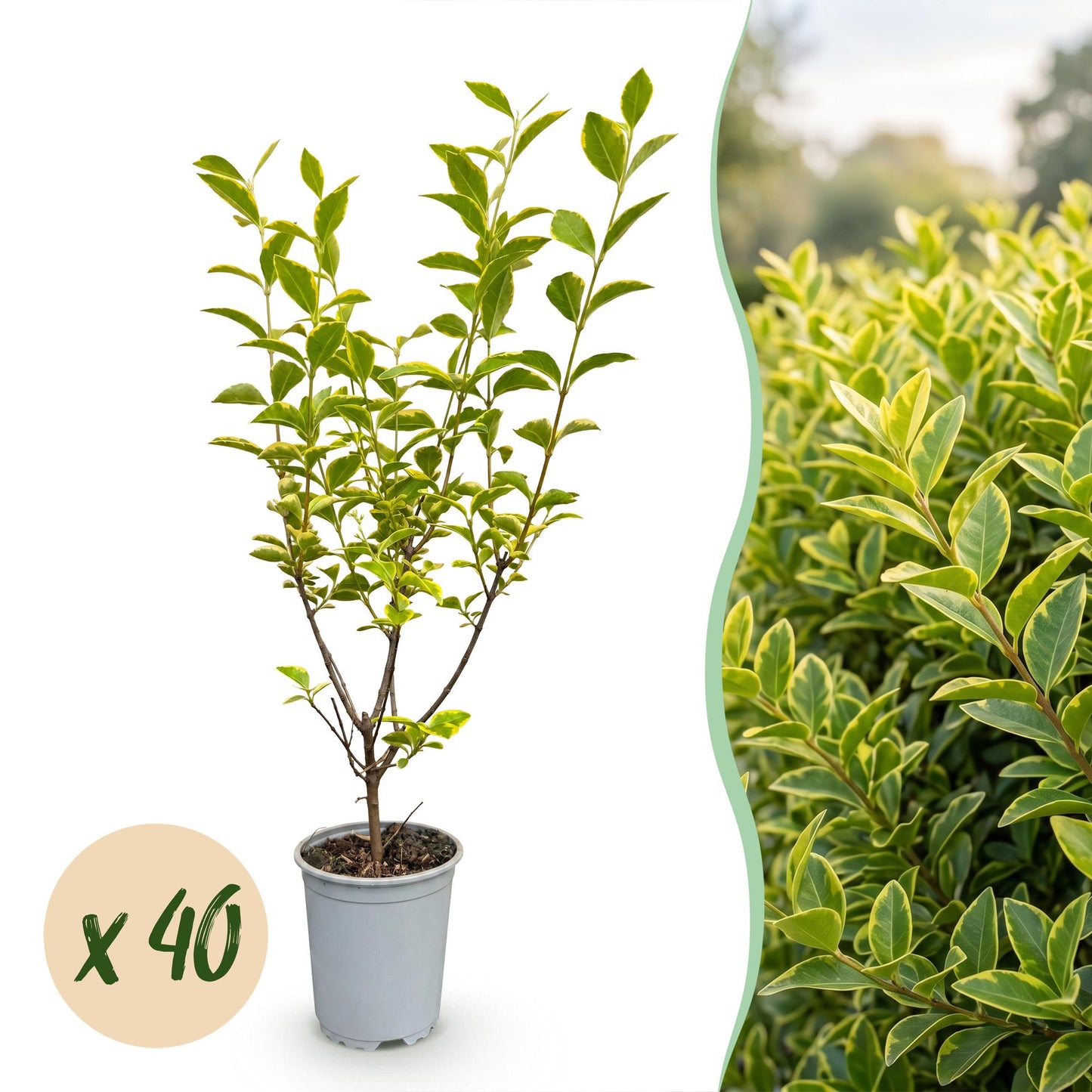 Green boutiQ - 40x Ligustrum ovalifolium Aureum - Variegated Privet - Hedge Plants - Evergreen - Variegated - Pot 9cm - Height 35-45cm