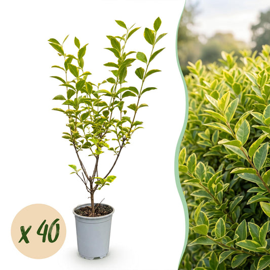 Green boutiQ - 40x Ligustrum ovalifolium Aureum - Ligustro variegato - Piante da siepe - Sempreverde - Variegato - Vaso 9cm - Altezza 35-45cm
