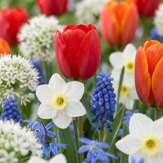1000x Bulbs From Holland - Bulbs from Holland - Various - Summer flowering - Bulb size 10/12