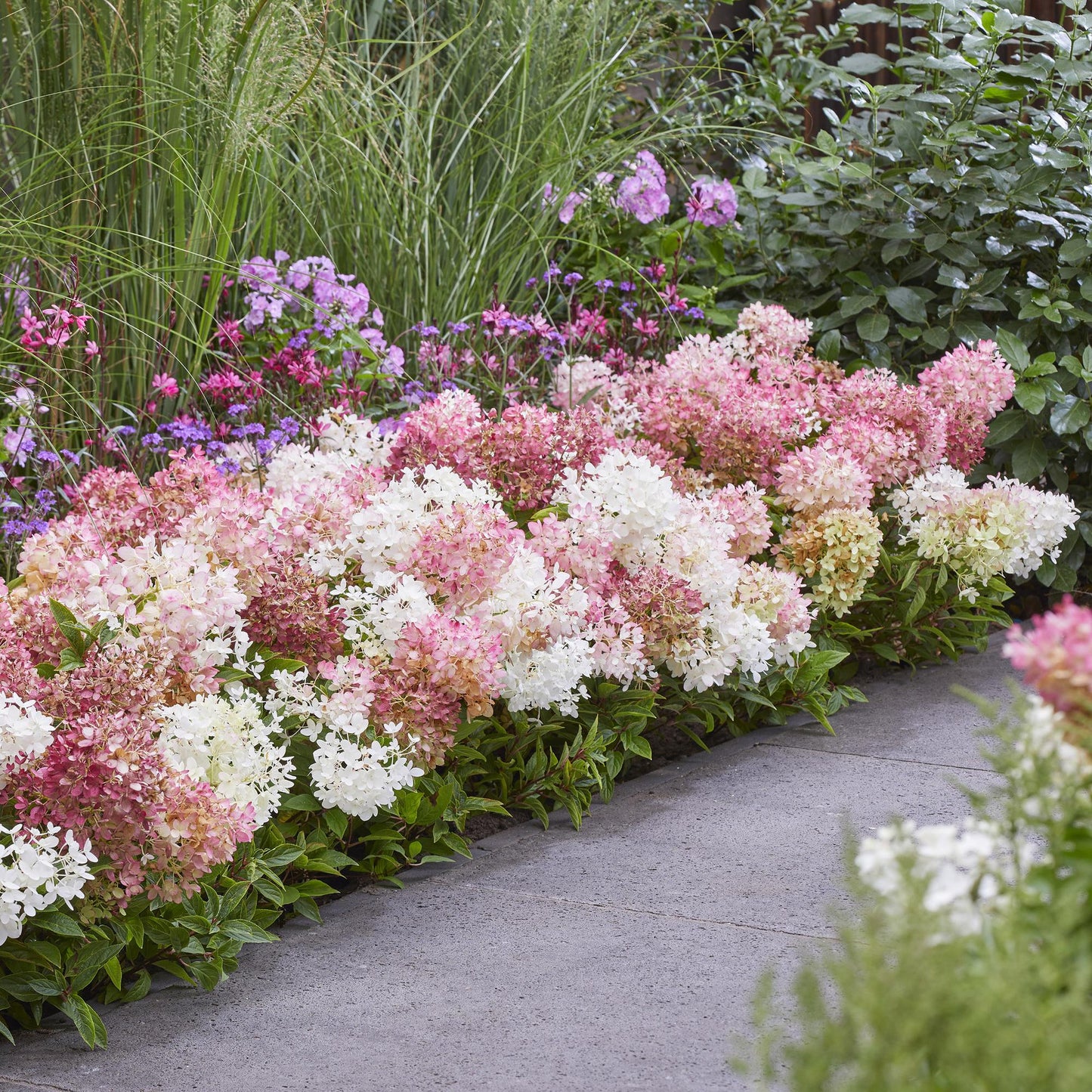 Green boutiQ - Pianta da Giardino - Hydrangea paniculata Groundbreaker Blush - Ortensia Paniculata - Resistente al freddo - Rosa - 1 Pianta - Vaso 14cm - Altezza 20-25cm