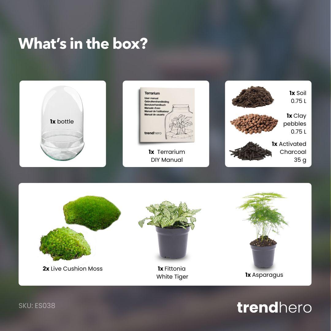 DIY Plant terrarium two-piece glass dome - Egg XL - Ø 17.5 cm ↑ 30 cm