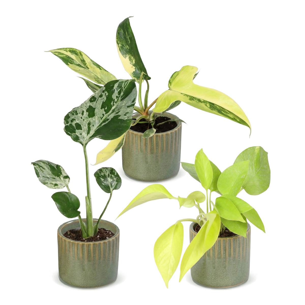 3x Baby Tropical Mix - Assorted - Tropical - incl. Linnea Olive - Ø6cm - ↕10-15cm