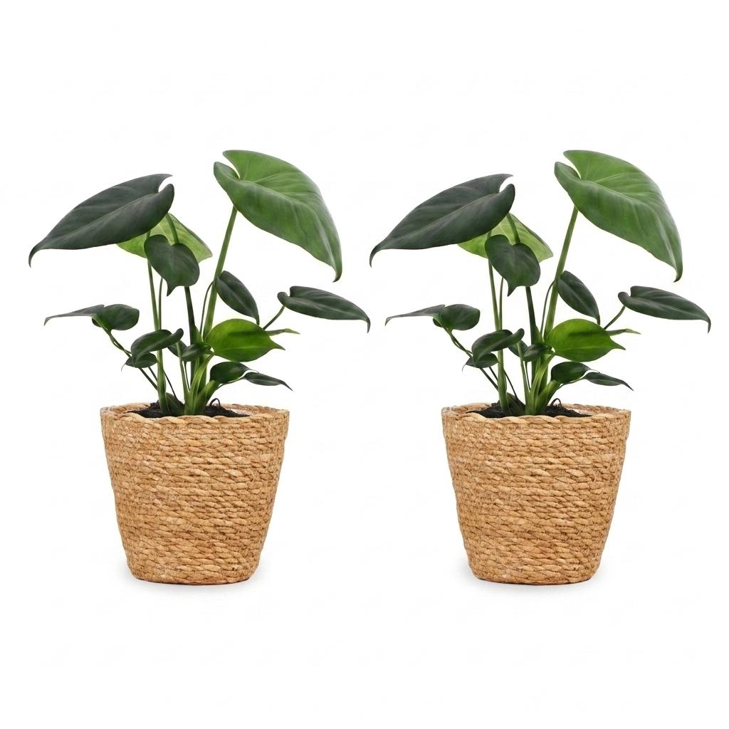 Monstera Deliciosa - Gatenplant - 2 Planten - met Zeegras Mand - Pot 12cm - Hoogte 30cm