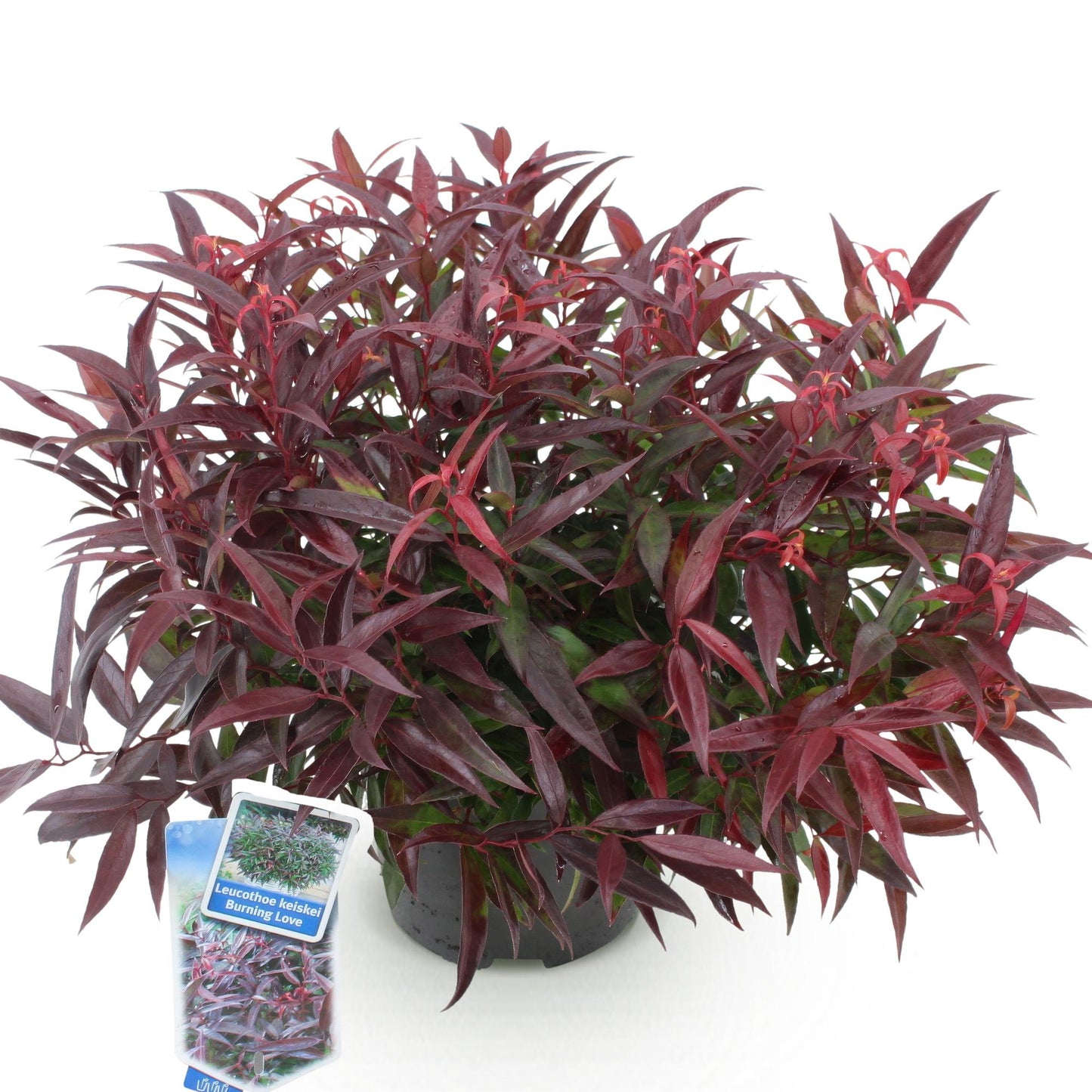 Pianta da giardino - Leucothoe Burning Love - Rosso - 1 Pianta - Sempreverde - Poca manutenzione - Vaso 17cm Altezza 45cm