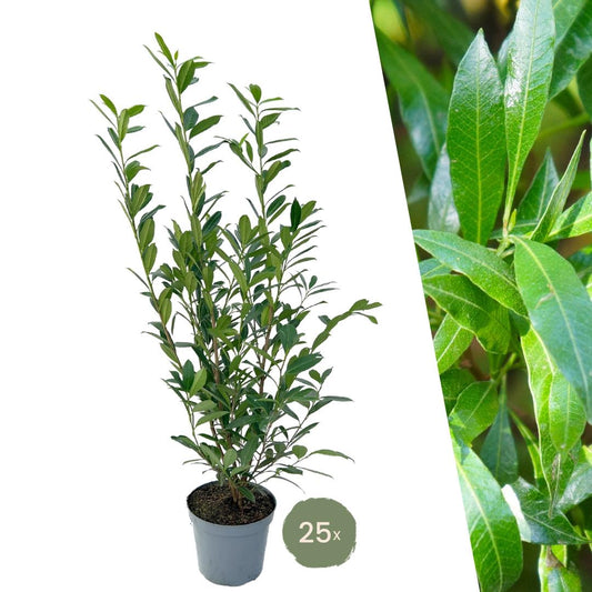 Large Cherry Laurel plants Caucasica for 10 linear metres of hedge - 12L - 25 x | ↨ 100-125 cm