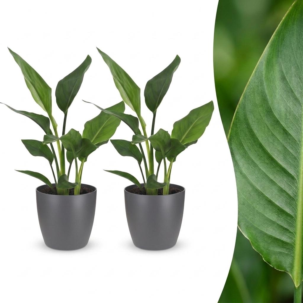 Strelitzia Reginea - Bird of Paradise Flower - 2 Plants - with Grey Pot - Pot 12cm - Height - 35cm