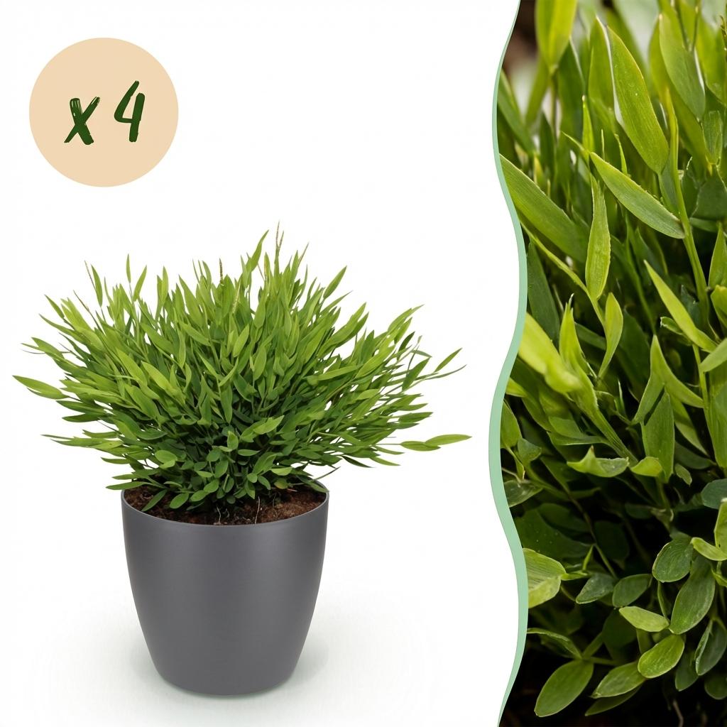 Houseplant - Bamusa Pogonatherum Monica - Bamboo Grass - Pet-Friendly Plant - Green - 4 Plants - with Grey Pot - Pot 12cm - Height 20cm