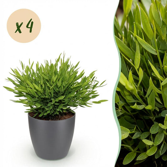 Kamerplant - Bamusa Pogonatherum Monica - Bamboegras - Huisdiervriendelijke Plant - Groen - 4 Planten - met Potter Grijs - Pot 12cm - Hoogte 20cm