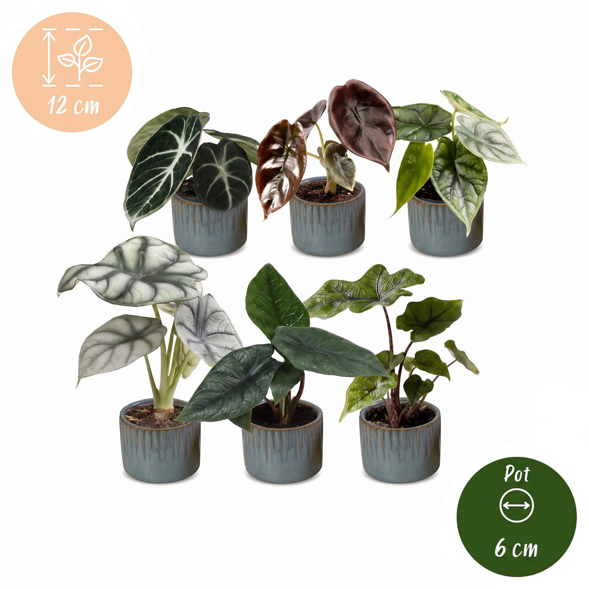 6x Baby Alocasia Familie - Rood - Groen - Zwart - Zilver - Grijs - Tropisch - incl. Linnea Misty Blue - Ø6cm - ↕12cm