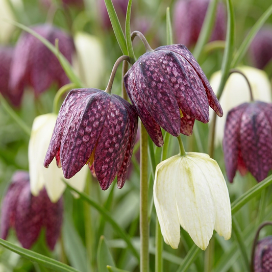 240x Fritillaria Meleagris Mix - Snake's Head Fritillary Mix - Purple and White - Naturalizing Bulb - Bulb size 6/7
