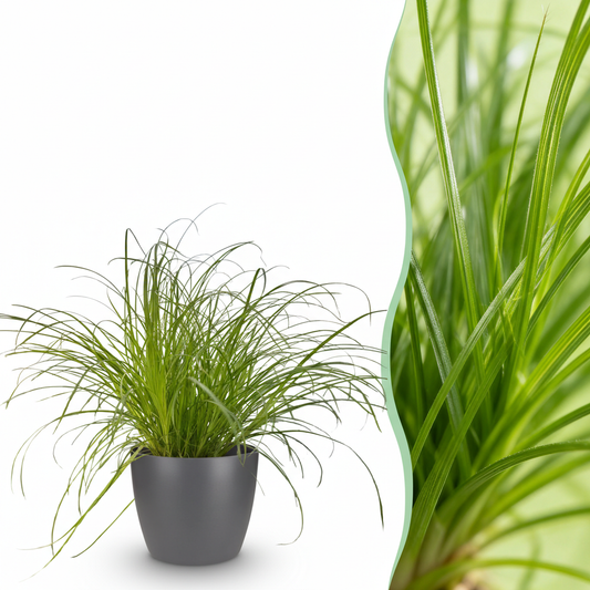 Houseplant - Cyperus alternifolius Zumula - Cat Grass - Pet-Friendly Plant - Green - 1 Plant - with Potter Grey - Pot 12cm - Height 20cm
