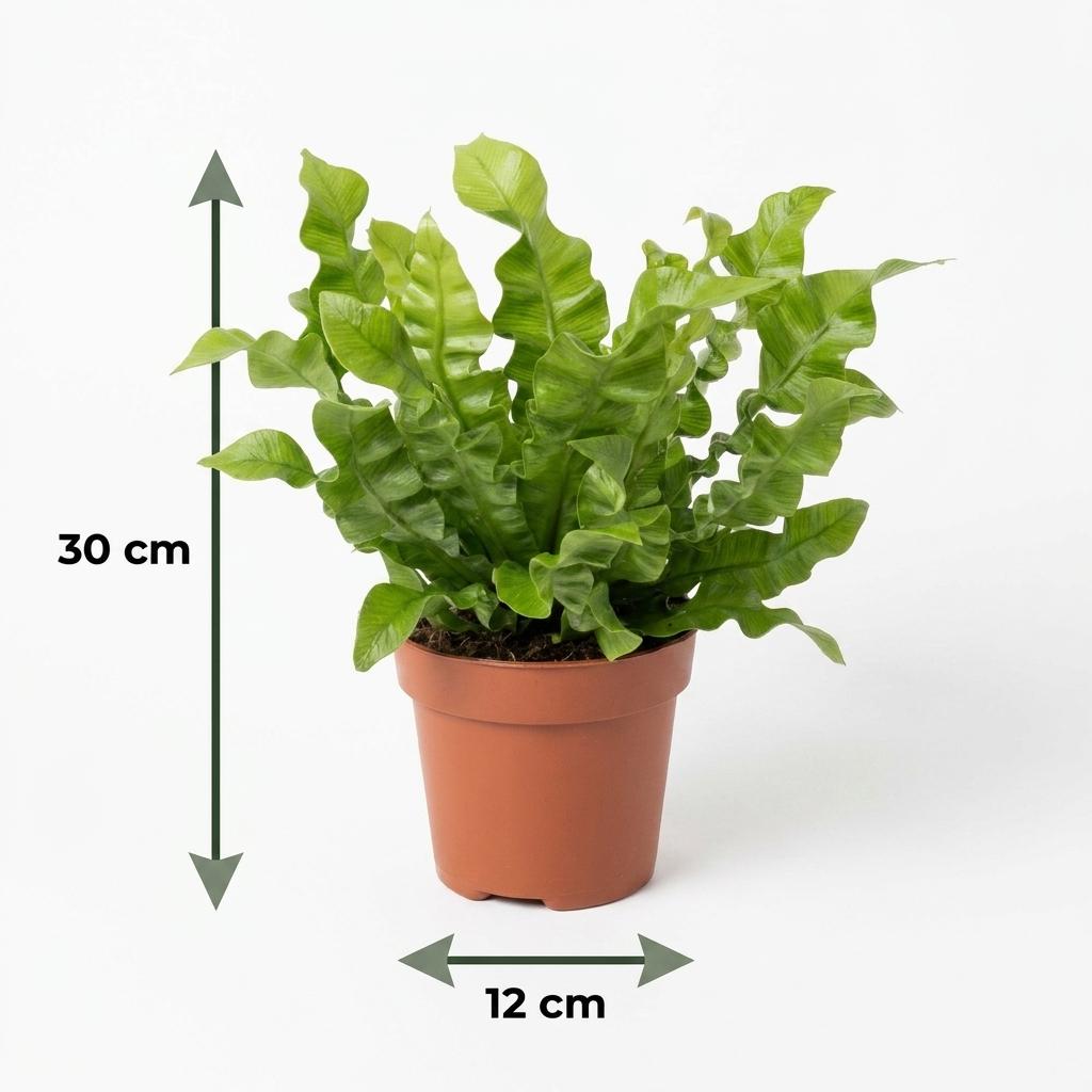 Asplenium Crispy Wave - Asplenium Crispy Wave - 4 Piante - con Vaso Bianco - Vaso 12cm - Altezza 30cm