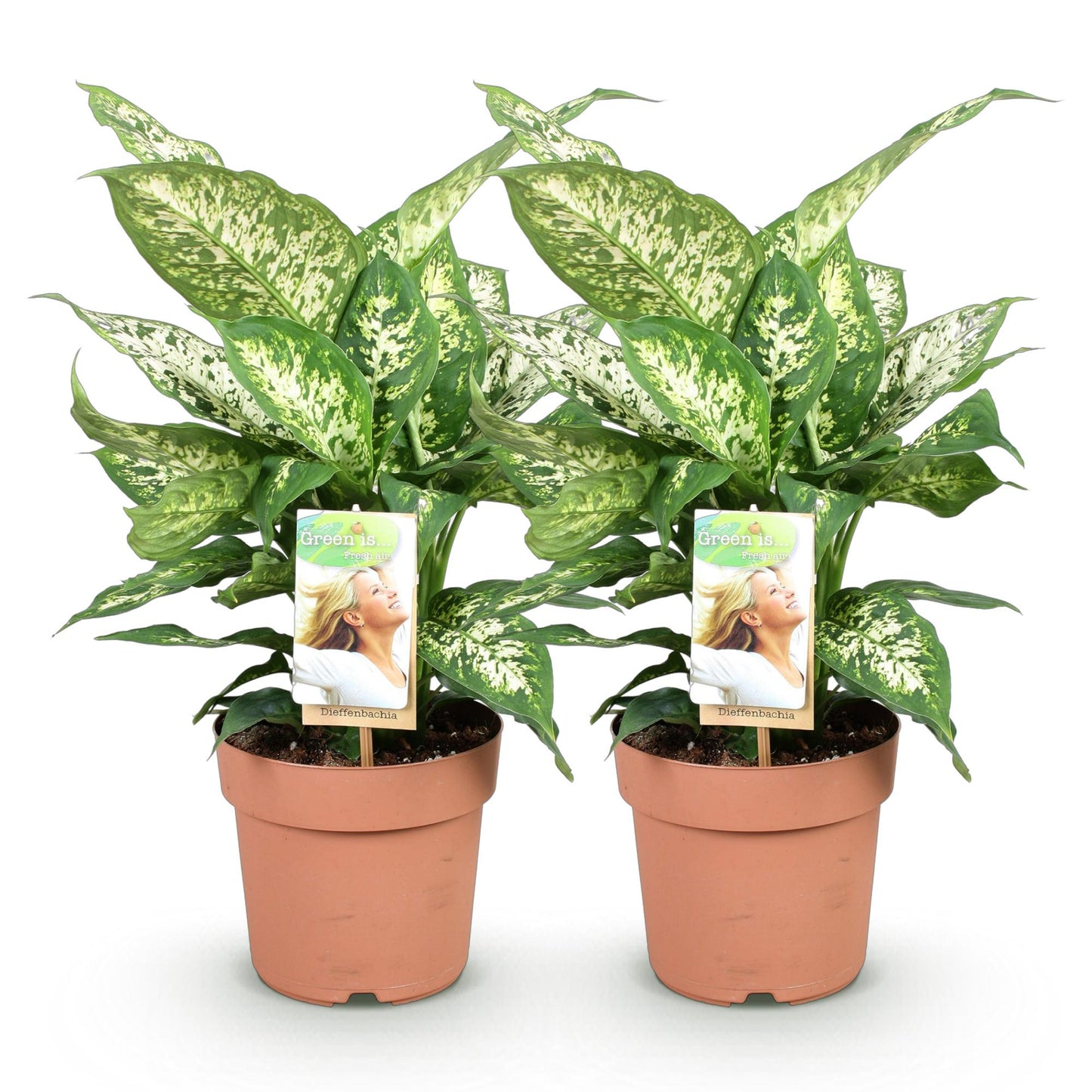 Green BoutiQ - Green is... Houseplants - Diefenbachia Compacta - Dieffenbachia - Low maintenance - Green - 2 Plants - Pot 17cm - Height 45-50cm