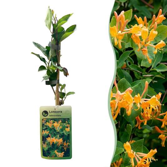 Lonicera tellmanniana - Tellmann's honeysuckle - Orange - Yellow - Climbing plant - Ø9cm - ↕35cm