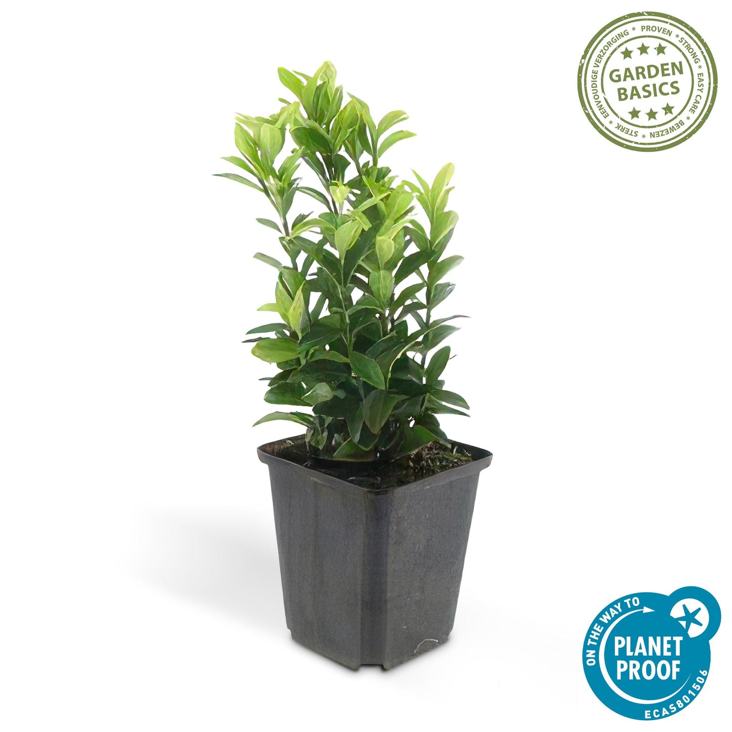 48x Euonymus jap. Green Spire - ↕10-25cm - Ø9cm