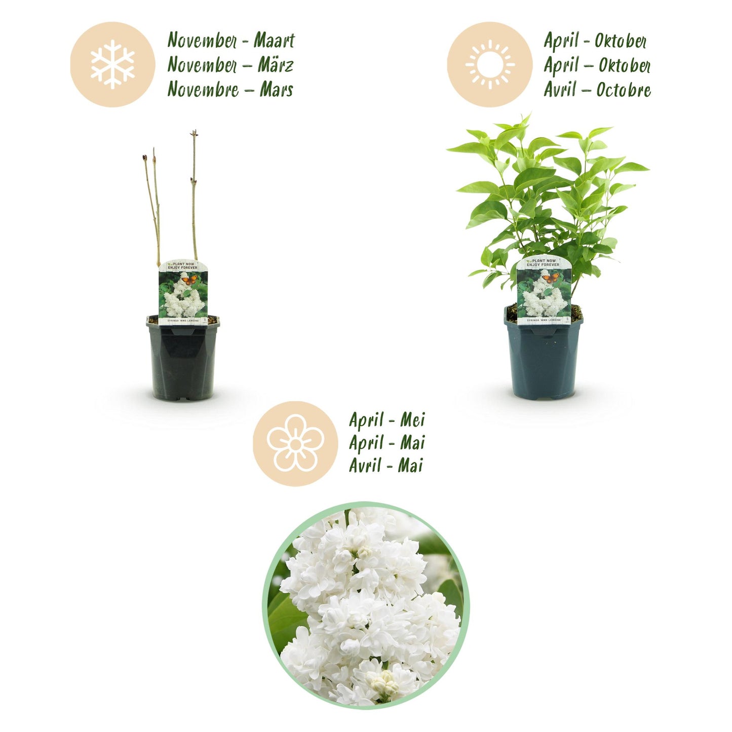 Tuinplant - Syringa vulgaris mme Lemoine - Gewone Sering - Winterhard - Wit - 1 Plant - Pot 17cm - Hoogte 45cm