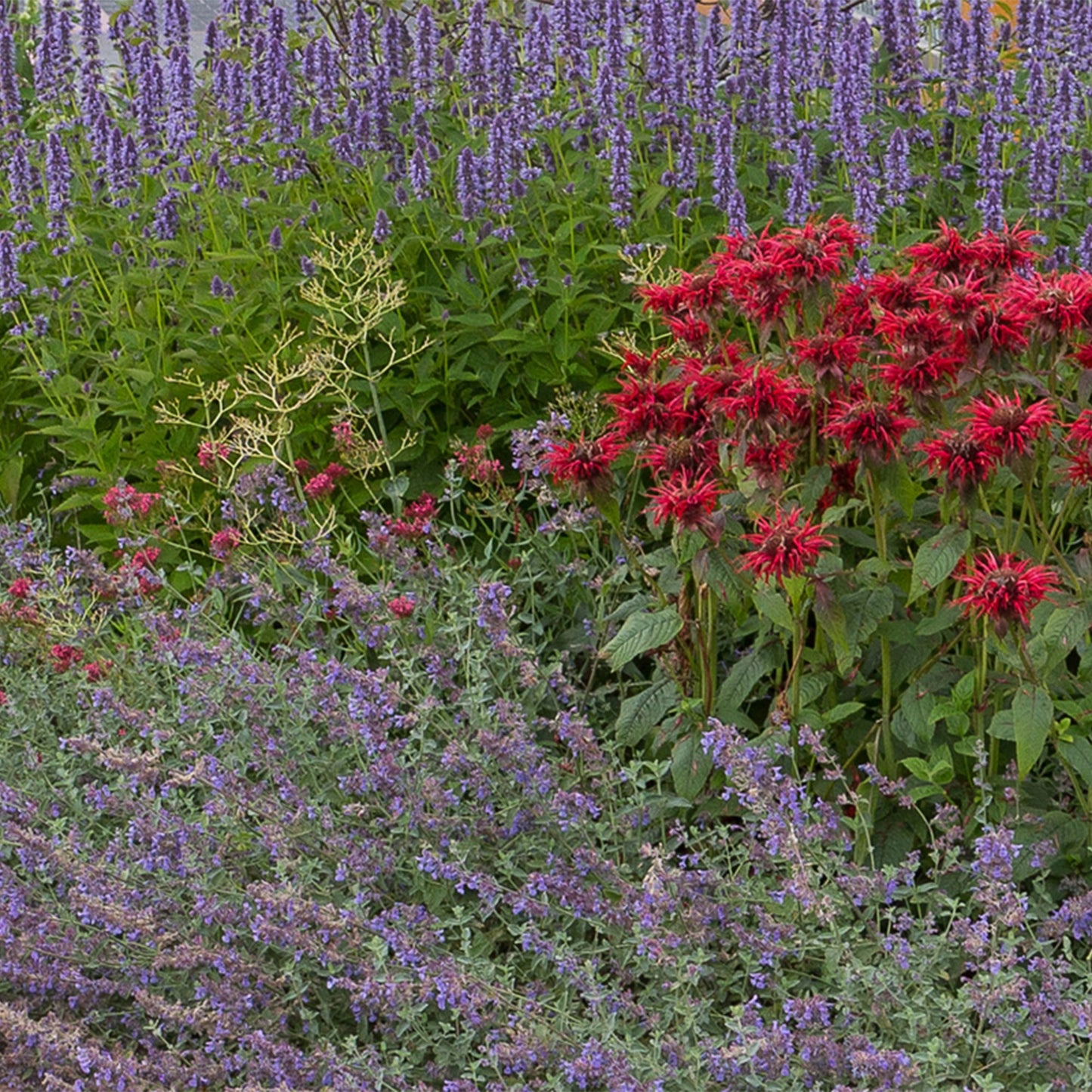 Vasteplant - Borderpakket - Geurend - Diversen - Soorten en kleuren - 12 Planten - Pot 11cm - Hoogte 15-25cm