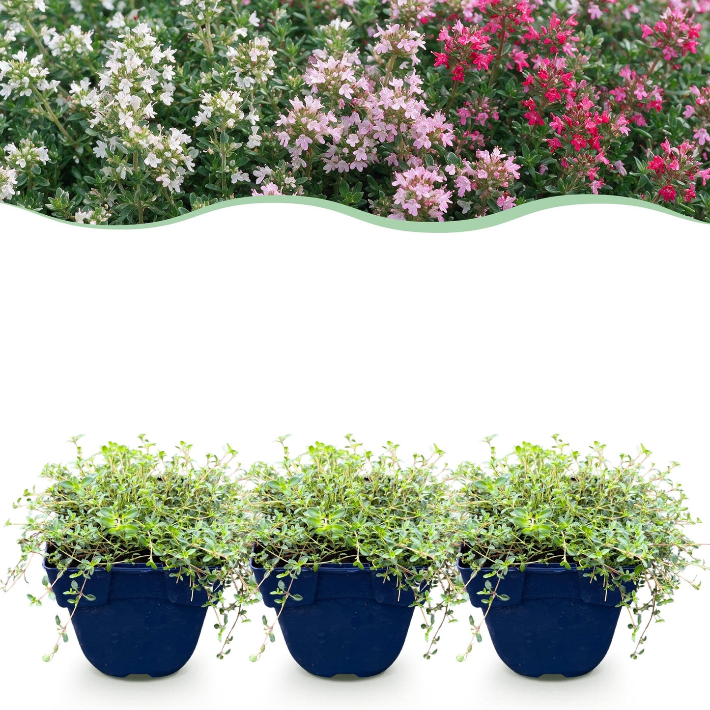 Vasteplant - Thymus Tricolour - Tym - Bodembedenkend - Roze - Rood - Wit - 6 Planten - Pot 11cm - Hoogte 15-25cm
