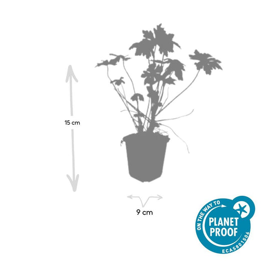 40x Geranium macrorrhizum - ↕10-25cm - Ø9cm