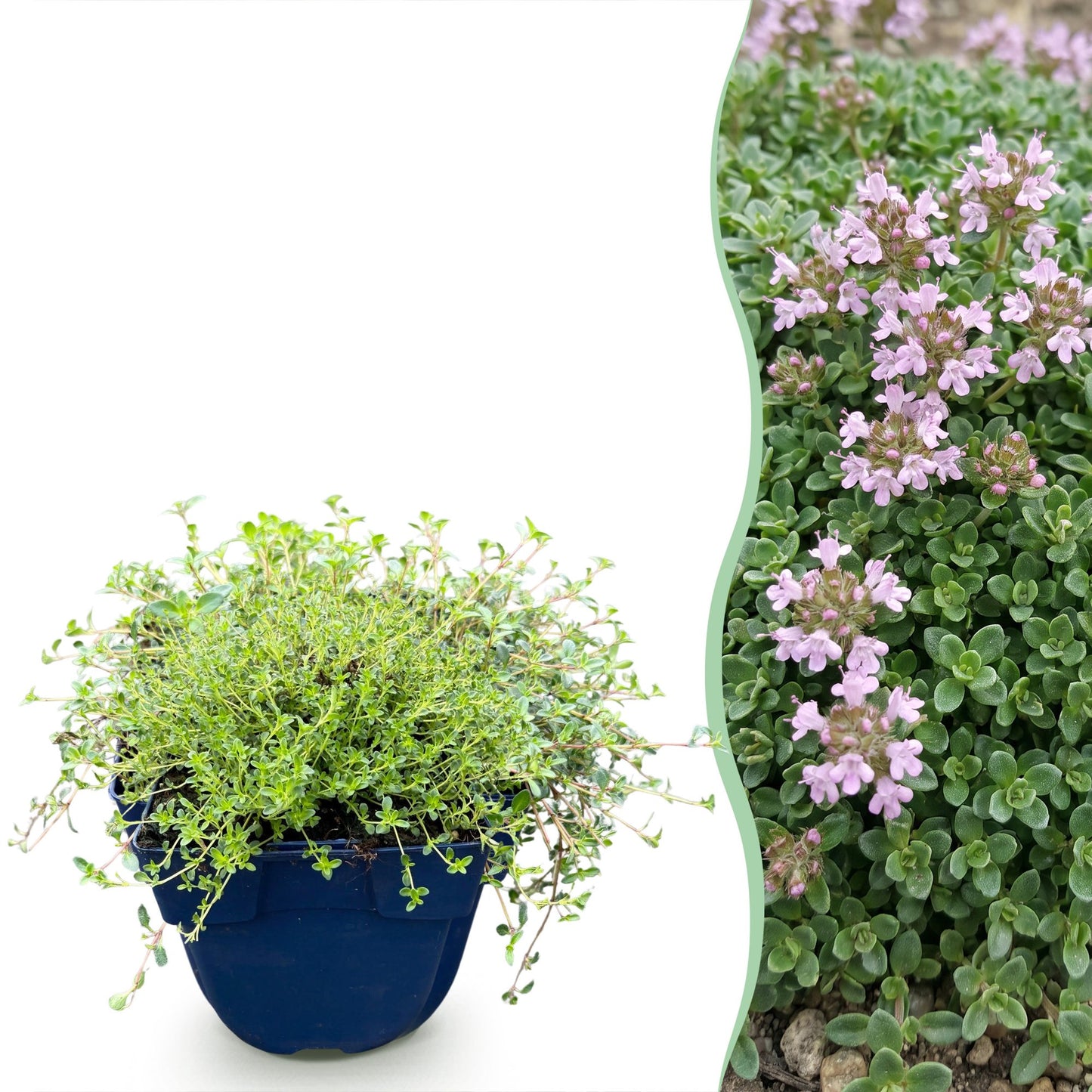 Vasteplant - Thymus praecox Minor - KruipTijm - Geurend - Roze - 12 Planten - Pot 11cm - Hoogte 15-25cm