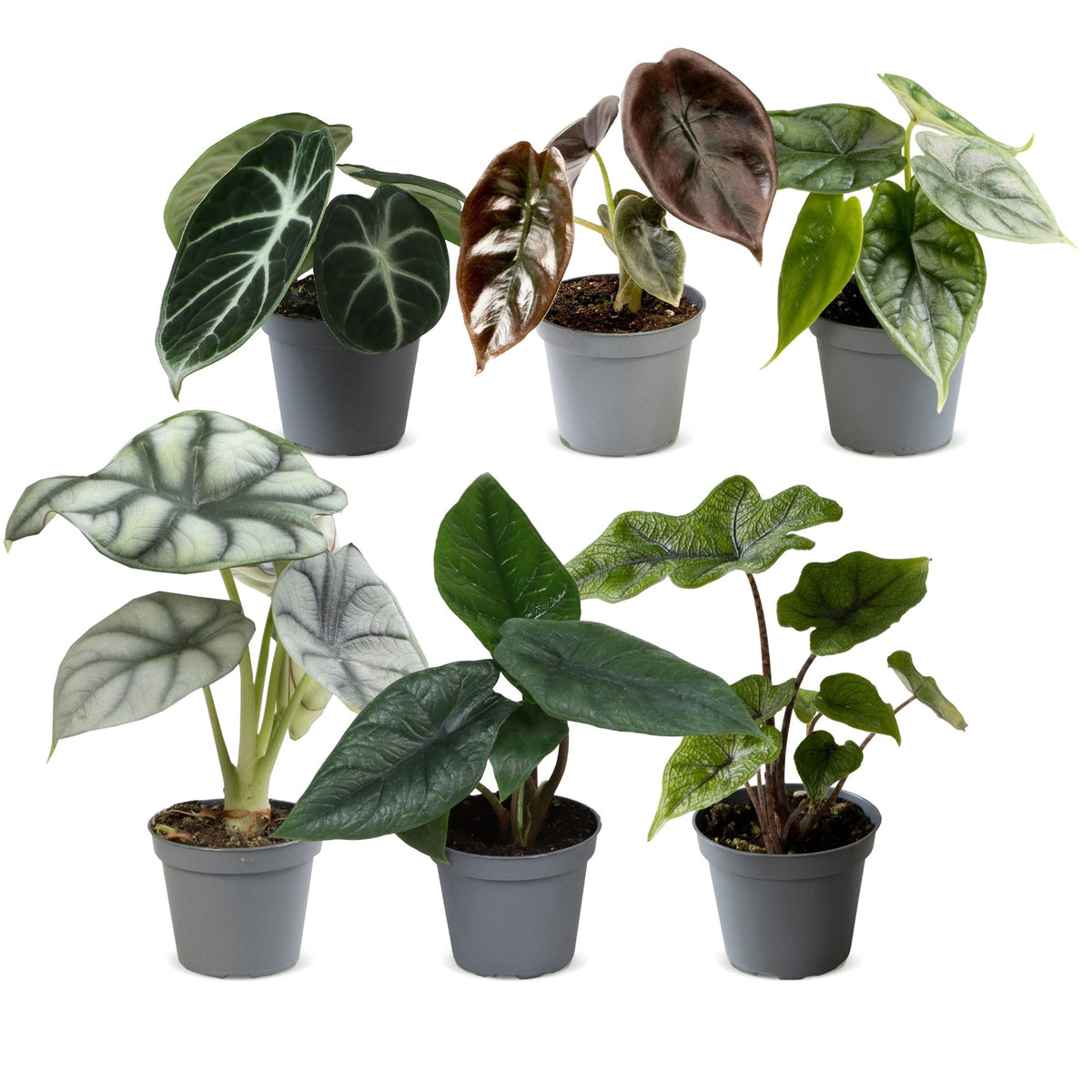 6x Baby Alocasia Family - Red - Green - Black - Silver - Grey - Tropical - Ø6cm - ↕12cm