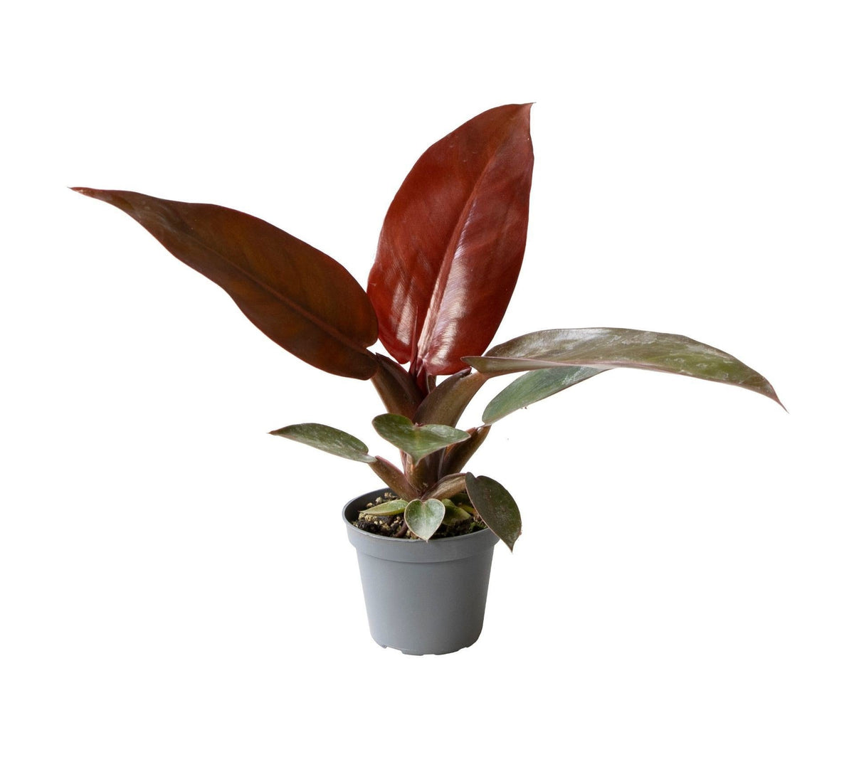 Philodendron Zonrood - Philodendron Sun Red - Groen - Rood - Roze - Tropisch - Ø6cm - ↕10cm