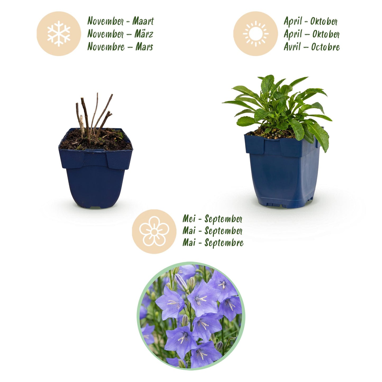 Green boutiQ - Plante vivace - Campanula persicifolia - Campanule à feuilles de pêcher - Attire les abeilles et les papillons - Bleu - 12 Plantes - Pot 11cm - Hauteur 15-25cm
