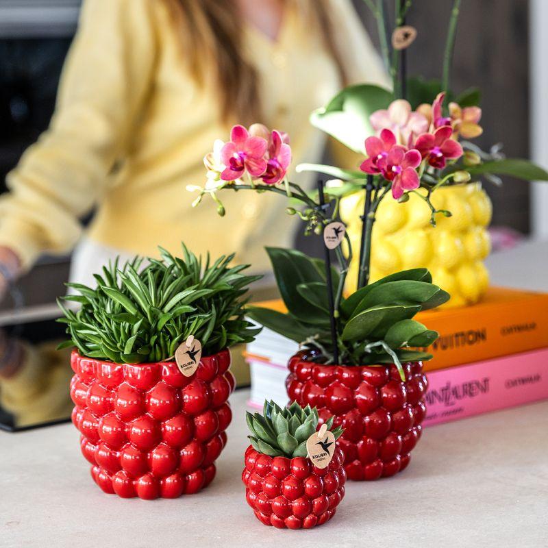 Kolibri Company | Set di piante Orchidea Phalaenopsis rossa Congo e succulente incl. vasi decorativi in ceramica Berry