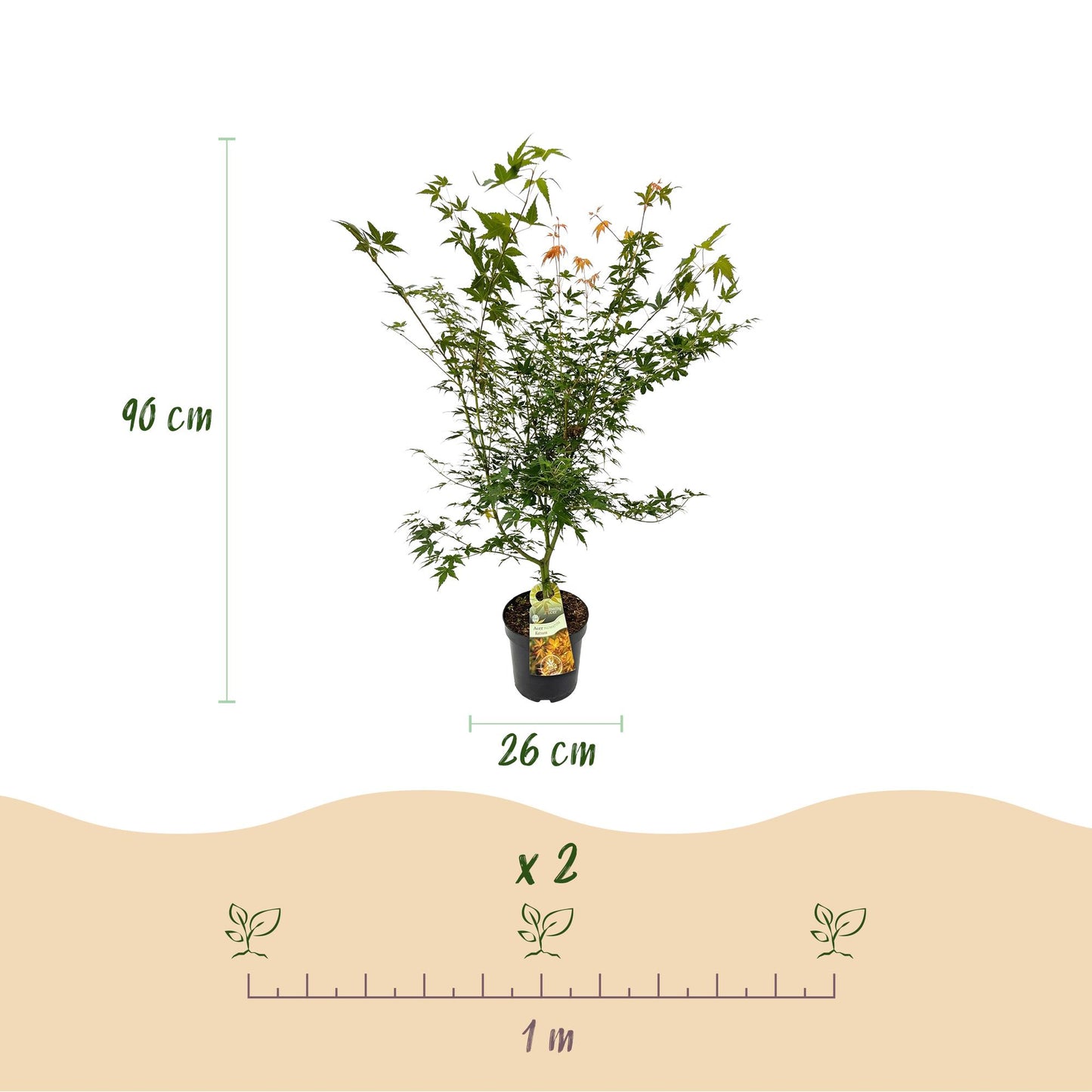 Tuinplant - Acer palmatum Katsura - Japanse Esdoorn - Bladverliezend - Groen - 1 - Pot 26cm - Hoogte 90cm