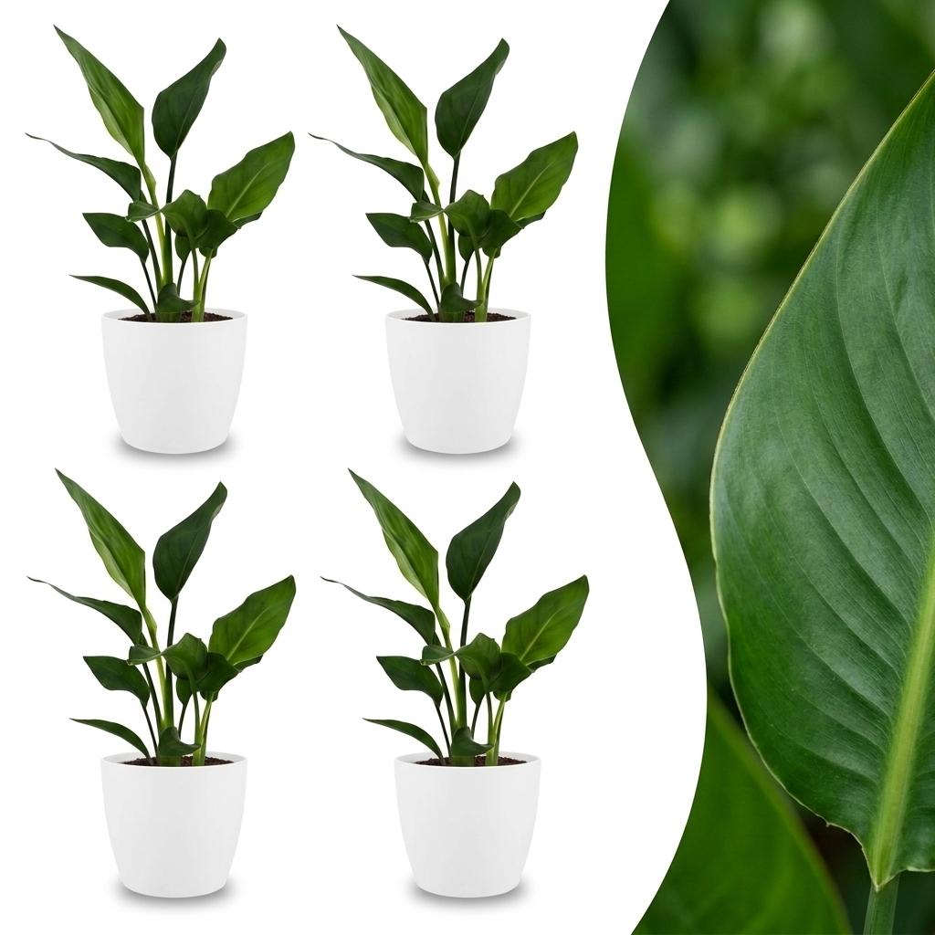 Green boutiQ - Strelitzia Reginea - Bird of Paradise - 4 Plants - with White Pot - Pot 12cm - Height - 35cm