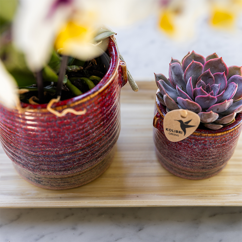 Kolibri Orchids | Gift set Aura | Roze Phalaenopsis orchidee Congo met groene plant in Aura sierpotten op bamboe dienblad