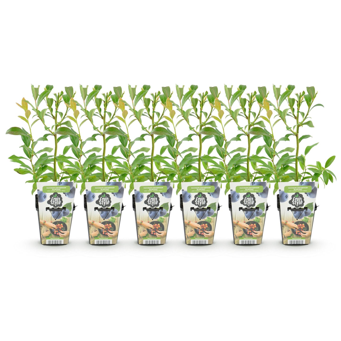 Fruit Plants - Blueberry - Vaccinium corymbosum Bluegold - Hardy - 6 Plants - Pot 9 cm - Blueberry