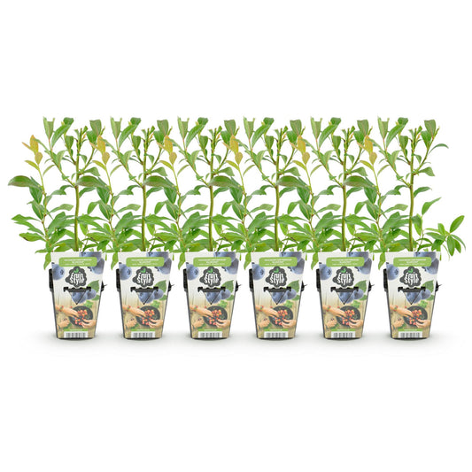 Fruitplanten - Blauwe Bes - Vaccinium corymbossum Bluegold - Winterhard - 6 Planten - Pot 9 cm - Blauwe Bes