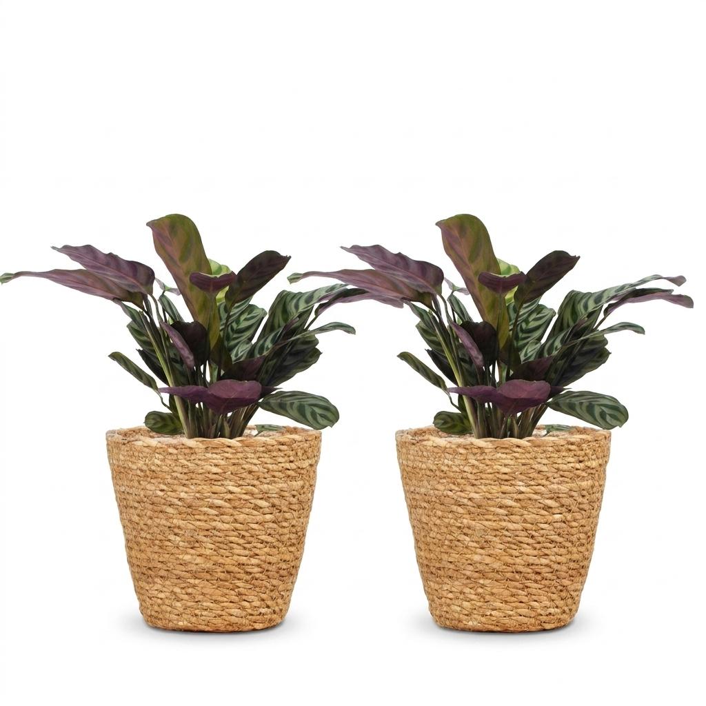Ctenanthe Burle-Marxii - Fishbone Prayer Plant - 2 Plants - with Basket - Pot 12cm - Height 30cm