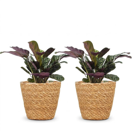 Ctenanthe Burle Marxii - Visgraatplant - 2 Planten - met Mand - Pot 12cm - Hoogte - 30cm