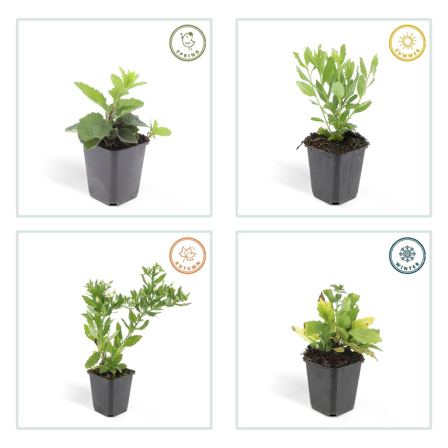 6x Aster ageratides 'Ashvi' - ↕10-25cm - Ø9cm
