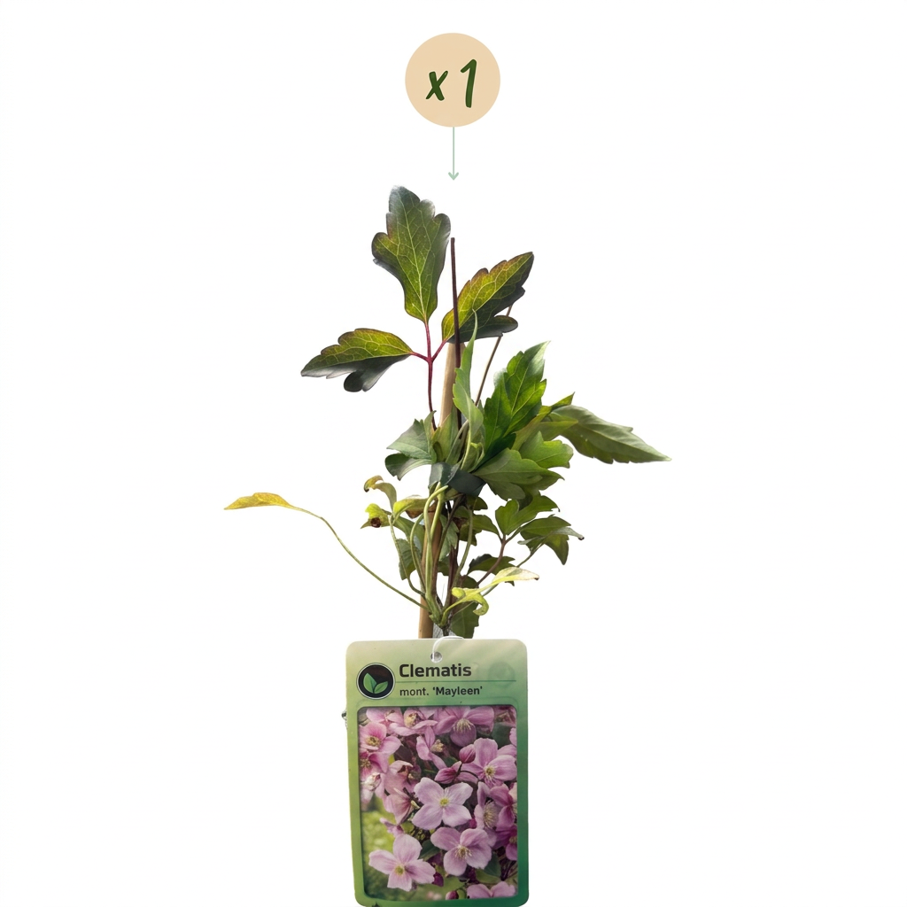 Clematis mont. 'Mayleen' - Clematis montana - Rosa chiaro - Pianta rampicante - Ø9cm - ↕35cm