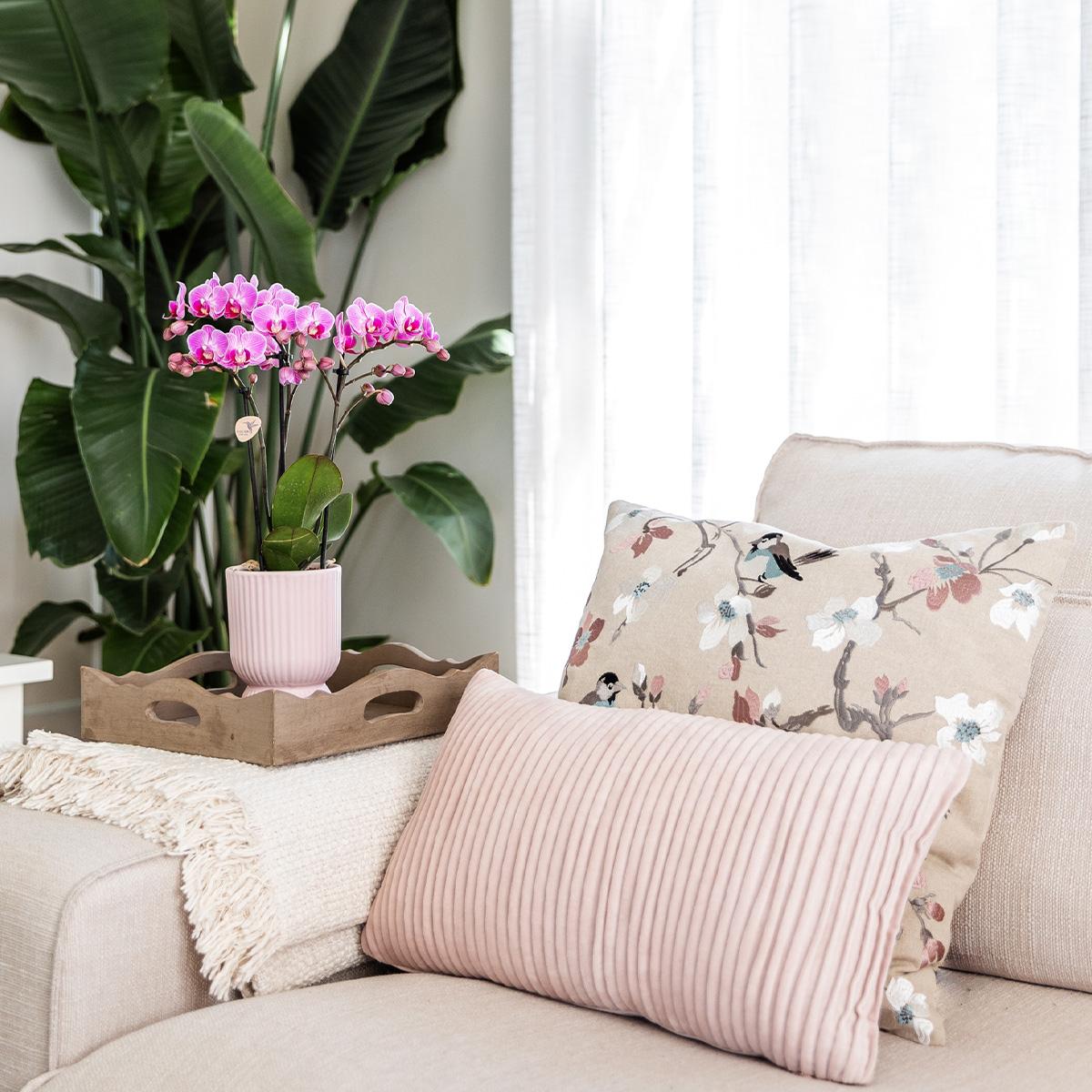 Casa del colibrì | Offerta combinata - Vaso Diabolo rosa